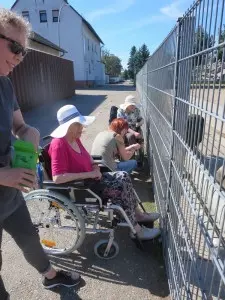 Menschen im Rollstuhl sitzen an einem Straußgehege und füttern die Tiere.