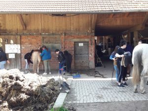 PFerde im Stall werden gestriegelt.