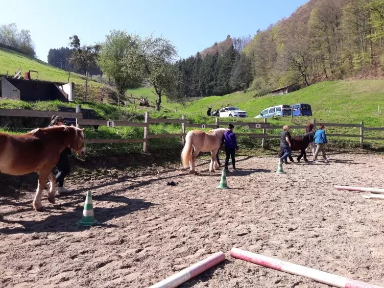 PFerde auf der Reitbahn.