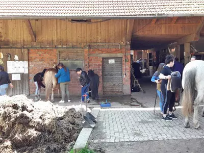 PFerde im Stall werden gestriegelt.