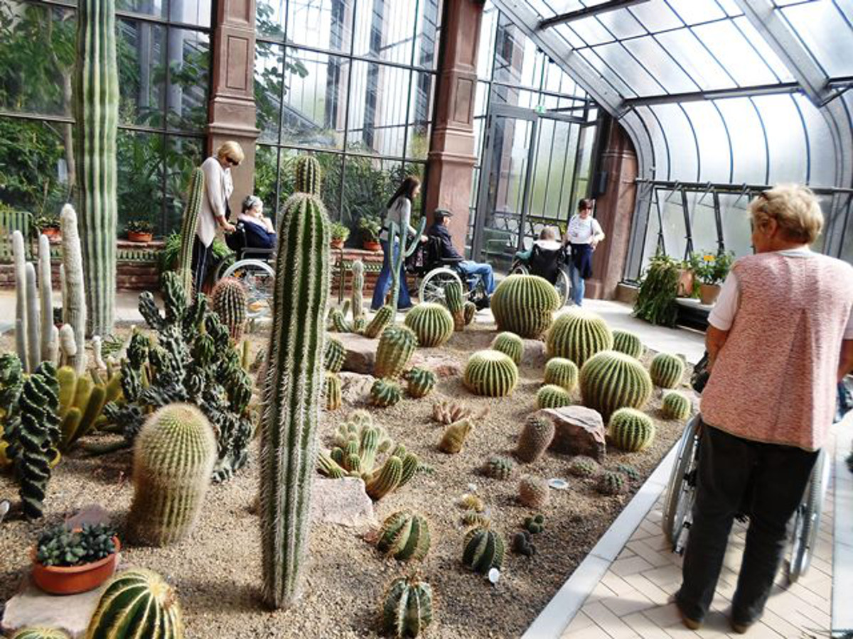 Zu sehen sind verschiedene Kakteen im Kamelien- und Sukkulentenhaus 