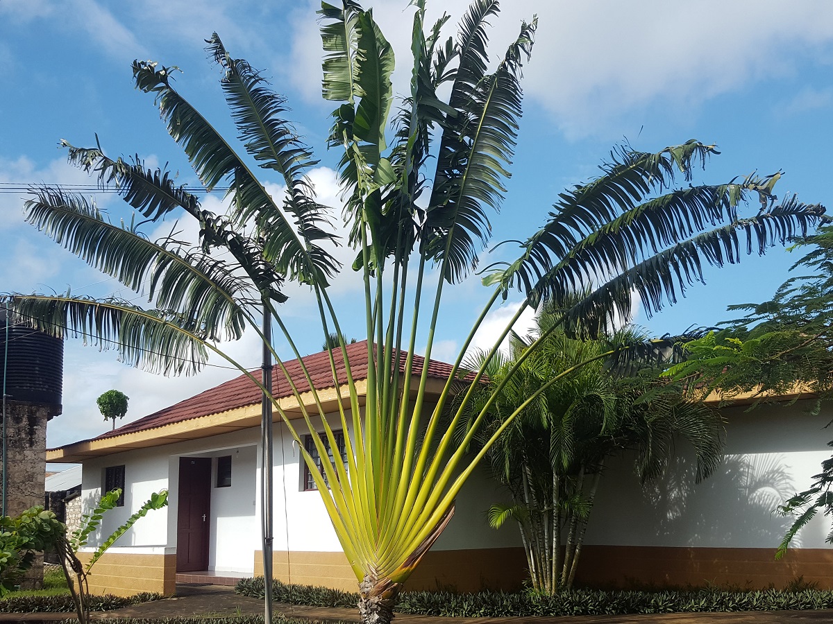 Fächerpalme vor Bungalow