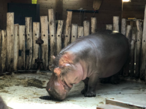 FAE Loewenherz im Zoologischen Stadtgarten AWO Karlsruhe