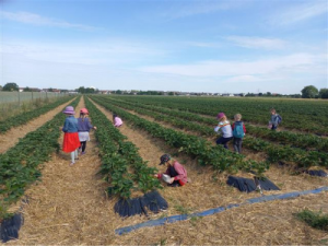 Kita Monelli geht Erdbeeren pfluecken AWO Karlsruhe