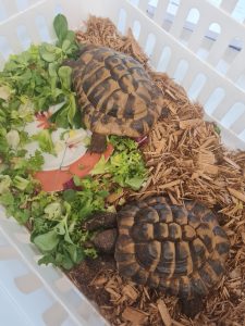 Schildkroeten in der Kita Polyglott 1 AWO Karlsruhe