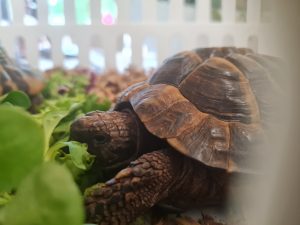 Schildkroeten in der Kita Polyglott 2 AWO Karlsruhe