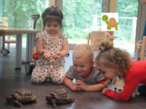 Schildkroeten in der Kita Polyglott AWO Karlsruhe