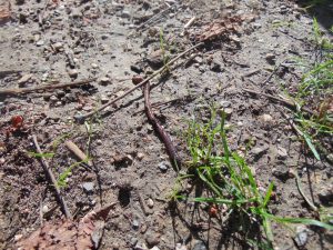 Kita KLinkzwerge Gartenaktionstag 2 AWO Karlsruhe