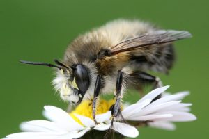 04.09 Anthophora plumipes C Hans Juergen Sessner 2 AWO Karlsruhe