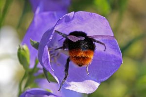 Bombus rupestris c hans juergen sessner AWO Karlsruhe