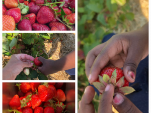 Kita Krone Erdbeerhof Enderle AWO Karlsruhe