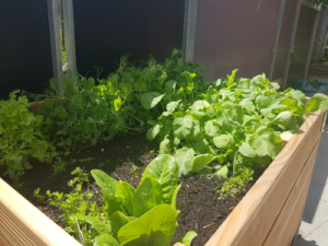 Hochbeet Spende Kita am Haydnplatz 2 AWO Karlsruhe