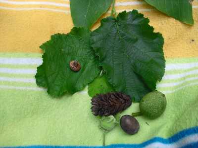 Nahaufnahme von Blättern, einer Schneckenschale, einem kleinen Tannenzapfen und zwei grünen Früchten auf einer gelb-grünen Decke.