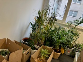 Zahlreiche Zimmerpflanzen, sorgfältig in Kartons verpackt und bereit für das neue Büro der AWO Karlsruhe, symbolisieren die detaillierte Organisation des Standortwechsels.