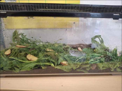 Schneckenhotel mit Blättern, Erde und Futter in einem Terrarium der Kita.