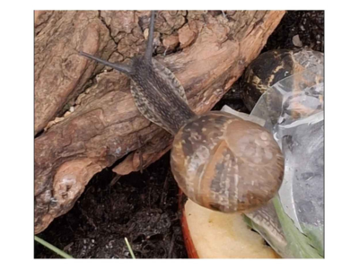Schnecke kriecht über Holz und Futter im Schneckenhotel der Kita.