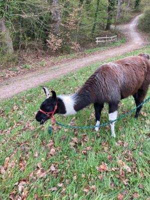 Lama mit rotem Halfter frisst Gras am Waldrand, im Hintergrund ein schmaler Weg durch Bäume.