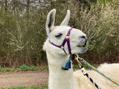 Weißes Lama mit Halfter frisst Gras am Wegesrand vor blühenden Sträuchern.