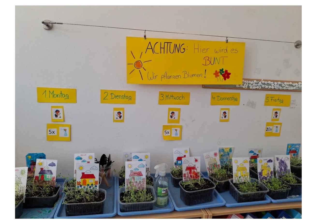 Pflanzschalen mit wachsenden Blumen stehen unter einem Wochenplan im Gruppenraum der Kita.