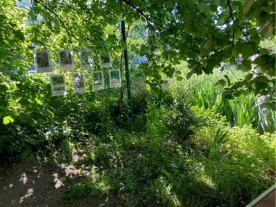 Üppig begrünter Gartenbereich der Kita am Weinbrennerplatz im Sommer. An einem Metallpfosten hängen mehrere laminierte Infotafeln über Wildkräuter und Pflanzen, umgeben von Sträuchern, Blättern und Blüten.