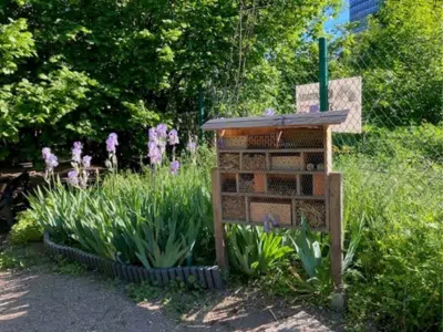 Holz-Insektenhotel mit mehreren Kammern für verschiedene Insektenarten im Garten der Kita am Weinbrennerplatz. Aufgestellt zwischen blühenden lila Iris-Stauden und Grünpflanzen, im Hintergrund ein Gebäude und Bäume.