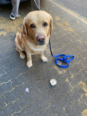 Heller Labrador sitzt mit blauer Leine auf einem gepflasterten Boden und blickt aufmerksam in die Kamera. Vor ihm liegt ein kleiner Becher als Teil einer tiergestützten Aktivität.