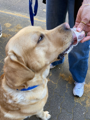 Ein Labrador schleckt aus einem kleinen Becher, den eine Person hält. Die tiergestützte Aktivität fördert ruhige Interaktion und Nähe.