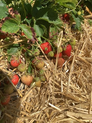 Reife und unreife Erdbeeren wachsen zwischen Stroh auf einem Erdbeerfeld.