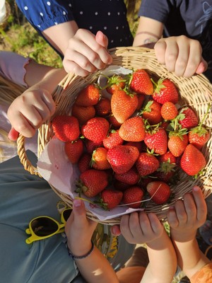 Kinder halten gemeinsam einen Korb voller frisch gepflückter Erdbeeren.
