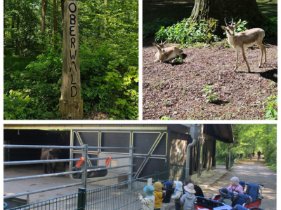 Krippengruppe der Kita SieKids Villa Pusteblume im Tierpark Oberwald Karlsruhe: Eingangsschild, Hirsche im Gehege und Kleinkinder im Gruppenbuggy vor einem Tiergehege.