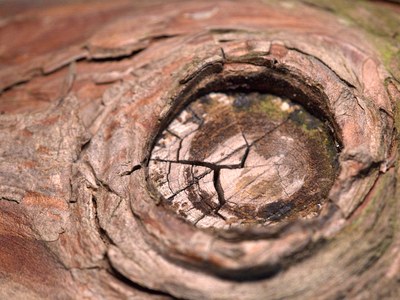 Makroaufnahme eines Baumknotens mit ringförmiger Rinde und rissigem Holz.