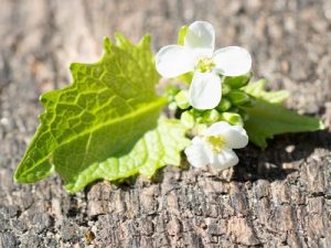 Weiße Blüten und grüne Blätter auf einer strukturierten Holzoberfläche.