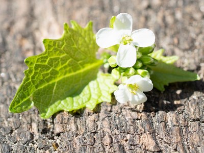 Weiße Blüten und grüne Blätter auf einer strukturierten Holzoberfläche.