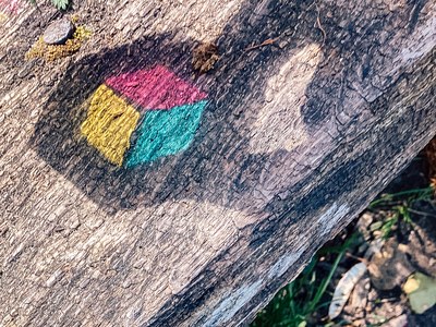 Bunte geometrische Formen auf einer Baumrinde als Teil einer Naturinszenierung.