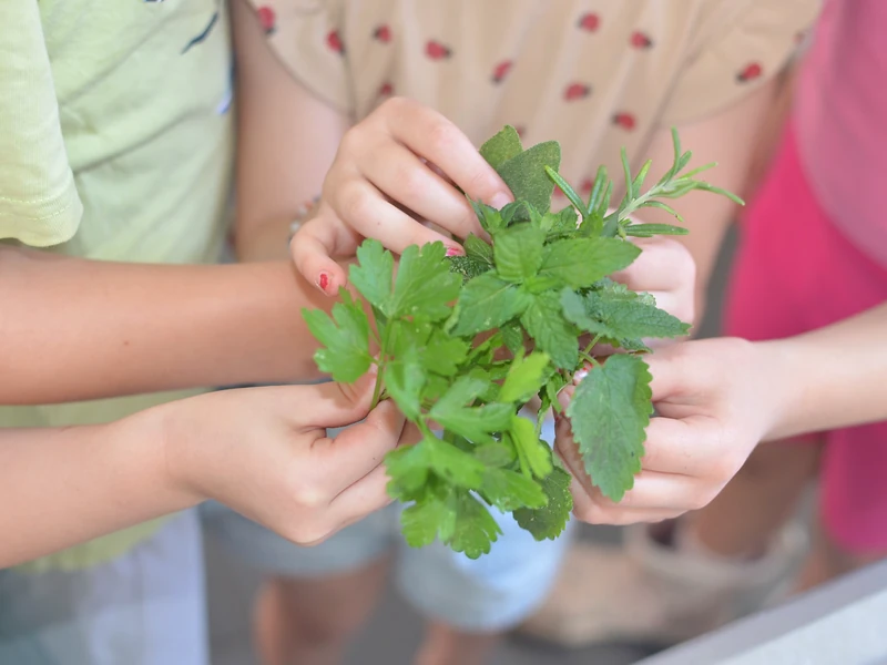 Mehrere Kinderhände halten gemeinsam ein Bündel aus verschiedenen frischen Kräutern.
